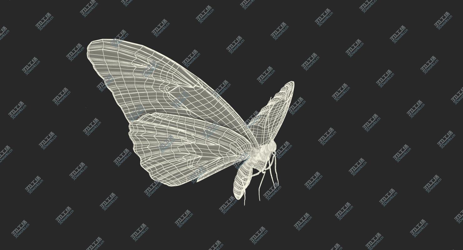 images/goods_img/2021040164/3D Common Morpho Butterfly model/4.jpg